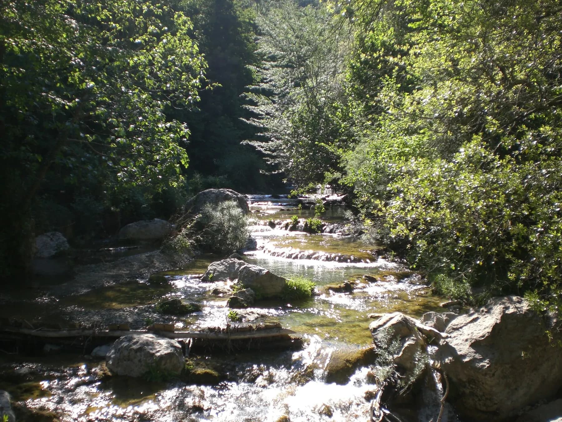 La riera de Sant Aniol baixant entre pedres i bosc