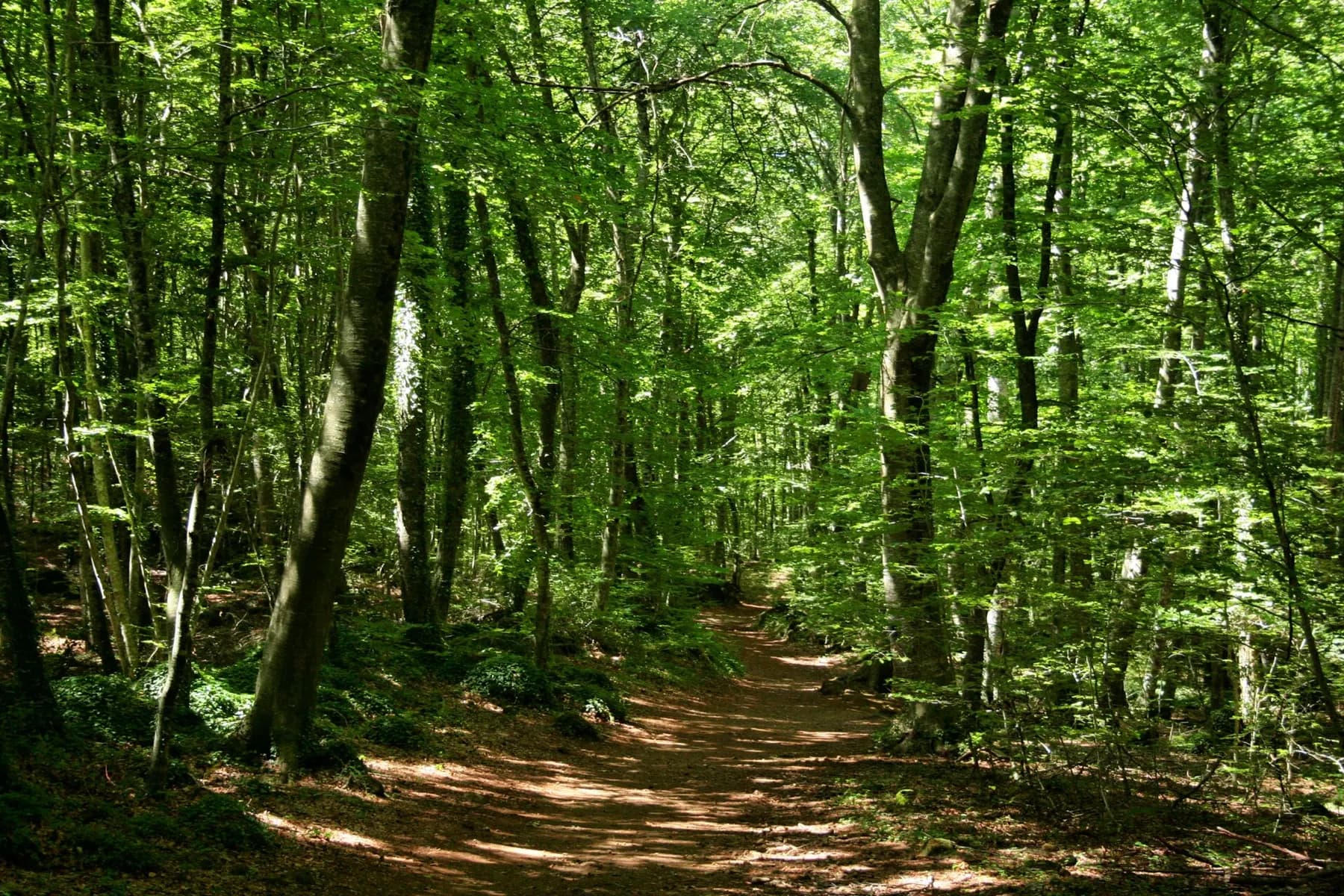 Un camí entre faigs a la Fageda d'en Jordà