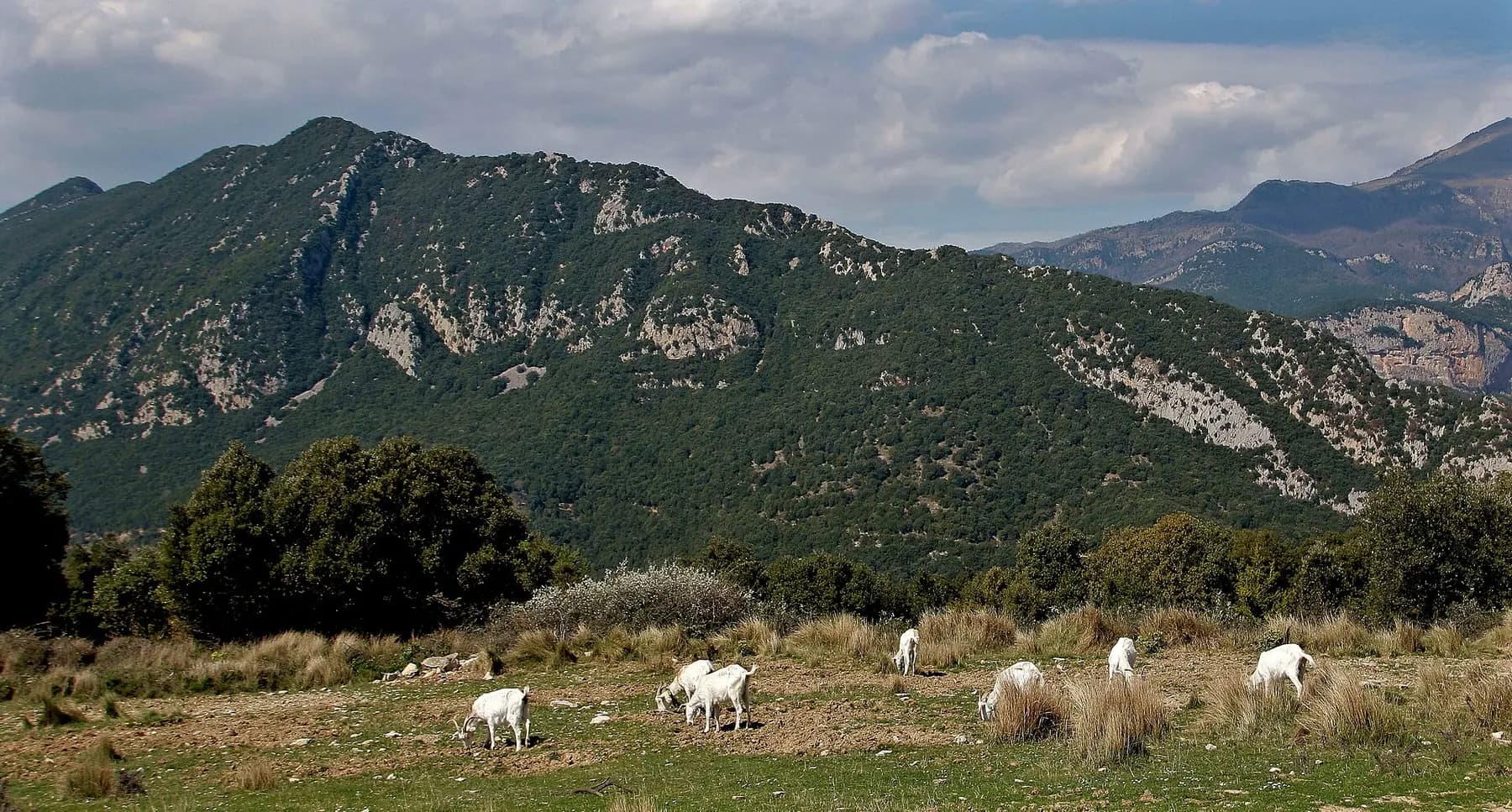 Goats grazing in front of the Alta Garrotxa mountains